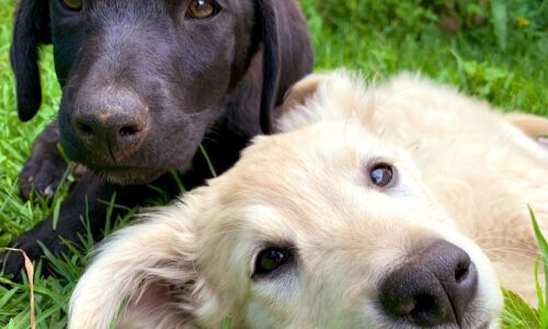 Fiscalía de Oaxaca investiga envenenamiento masivo de perros