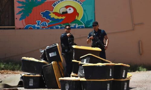 Hallan tortugas muertas en contenedores abandonados en Ciudad Juárez
