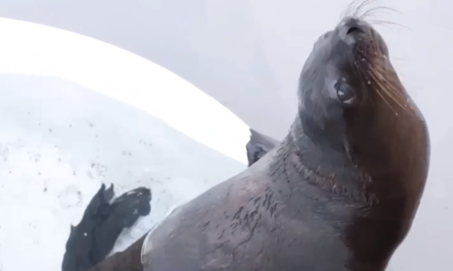 Ayúdanos a elegir el nombre del lobito marino del Aquarium de Veracruz