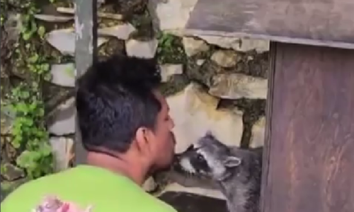 Empleado de la UMA Orizaba recibe el ataque de cariño más tierno de un mapache