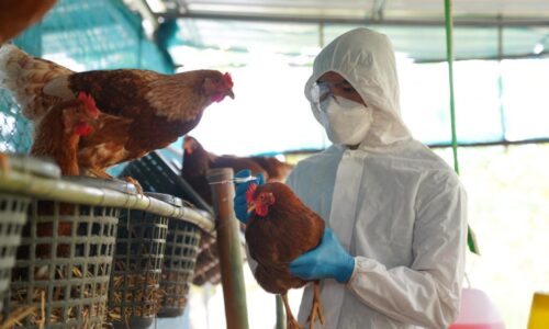 Brote de gripe aviar H5N1 en República Checa: sacrifican 848 aves