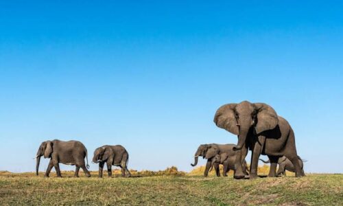 Zimbabue planea sacrificar 200 elefantes por sequía extrema