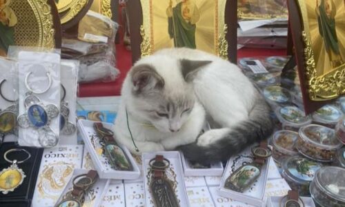 Dueña busca a «Pecas», su gato comerciante desaparecido en Xalapa**