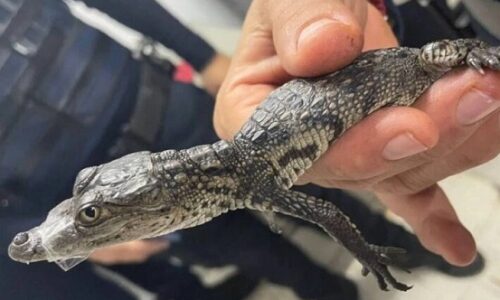 Cocodrilos y serpientes: el curioso hallazgo de reptiles en el Metro de CDMX