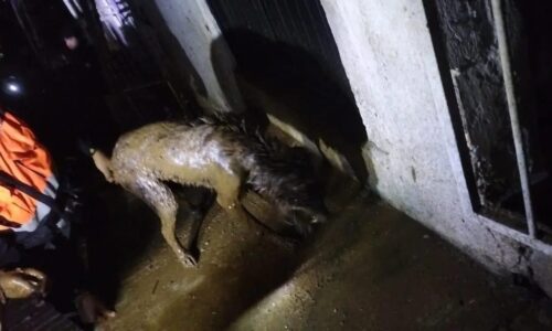 Rescatista sufre robo mientras auxiliaba a un perro en zona de deslave