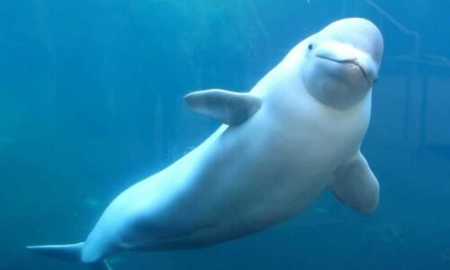 Investigan la muerte de Hvaldimir, la beluga acusada de ser “espía rusa”