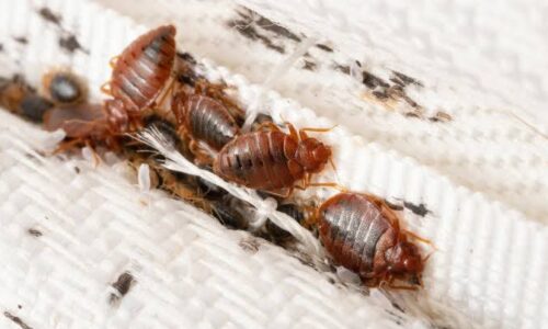 Plaga de chinches en el Parque Juárez de Xalapa preocupa a comerciantes y visitantes