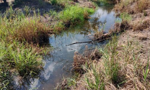 En Cotaxtla exigen a PMA intervenga sobre empresa avícola por contaminación a cultivos