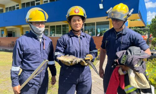 Cría de cocodrilo irrumpe en escuela de Veracruz puerto