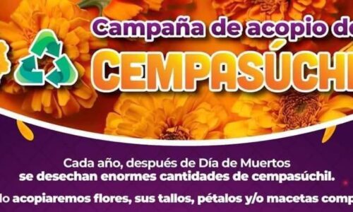 Campaña de acopio de cempasúchil: una segunda vida para las flores de Día de Muertos