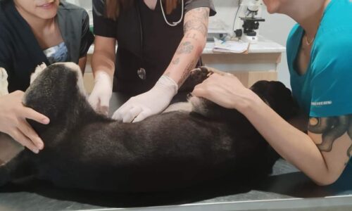 Buscan adopción para perrita esterilizada y abandonada en Boca del Río