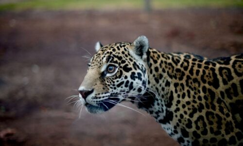 Naturalia, símbolo de conservación y educación ambiental en Veracruz