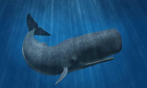 Cachalotes en peligro en México: los desafíos para su conservación