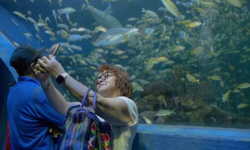 En estas vacaciones, visita el Aquarium del Puerto de Veracruz y vive una experiencia inolvidable
