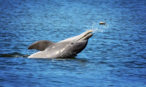 Delfines en el Golfo de México presentan rastros de fentanilo