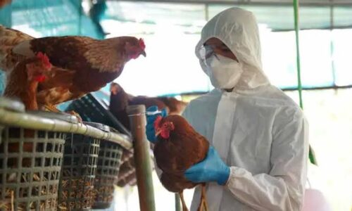 Alerta en EE.UU.: Gripe aviar H5N1 detectada en vacas