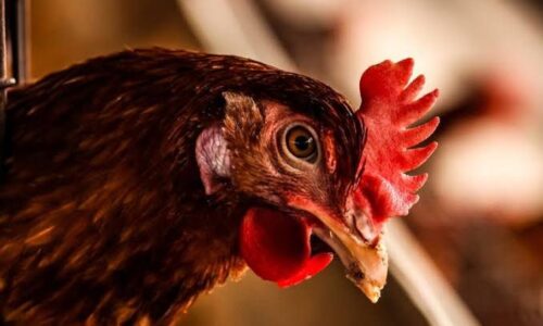 Luisiana reporta la primera muerte humana por gripe aviar H5N1 en EUA