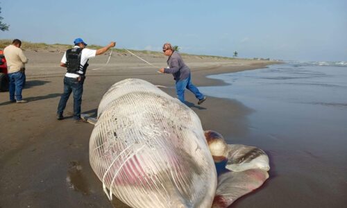 Ballena varada en Nautla moviliza a autoridades ambientales