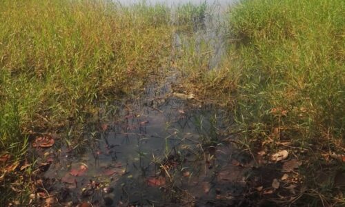 Drenaje vierte aguas negras a laguna de Tarimoya vecinos piden ayuda a PMA