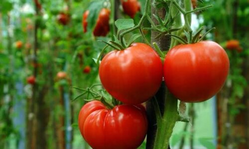 6 de cada 10 tomates que usan en Estados Unidos, es mexicano