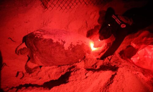 ¡Las tortuguitas ya están en camino al mar!