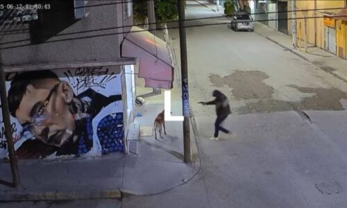 Policía mata a un perrito en Ecatepec; ya fue detenido