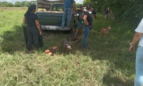 Ayuntamiento de Medellín de Bravo rescata a más de 60 animales del refugio La Roca