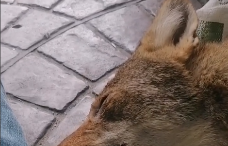 Earth Mission Veracruz atiende a coyote atropellado en Alvarado