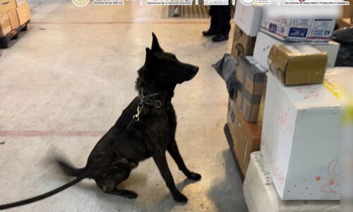 EN EL AICM, AUTORIDADES FEDERALES ASEGURAN UN PAQUETE CON FENTANILO ENVIADO DESDE UN PAÍS ASIÁTICO