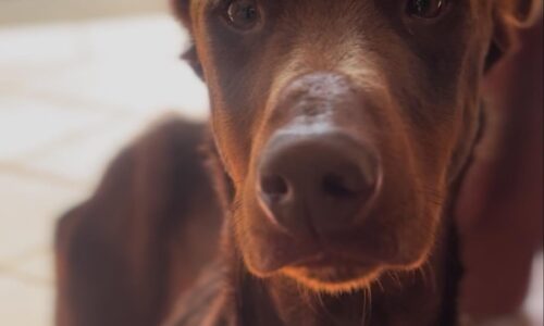 Coatepec llevó a Fiscalía denuncia por maltrato animal