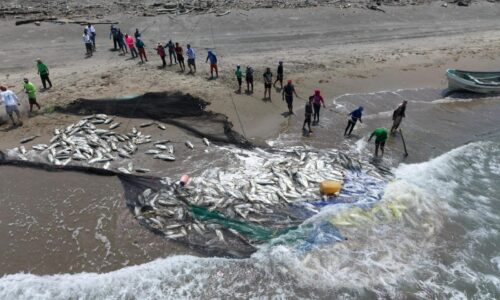 Pescadores de Alvarado realizan captura masiva de jurel y descartan afectaciones