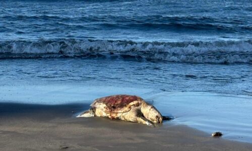 Confirma Procuradora Ambiental 6 especies afectadas por hidrocarburos en Veracruz