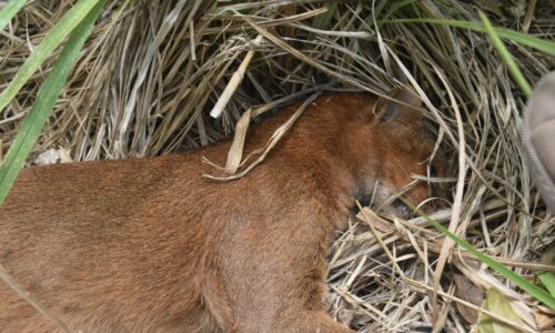 Muere ejemplar de Yaguarundi en Medellín de Bravo