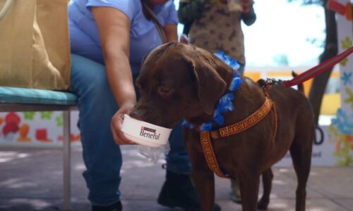 Por primera vez en Veracruz, el festival que reunirá a perros y las personas que los aman los próximos 10, 11 y 12 de abril