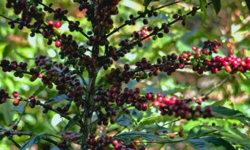 Starbucks México impulsa una nueva etapa de “Todos Sembramos Café” para fortalecer el futuro de las comunidades cafetaleras