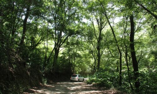 ALBERGA BANDERILLA IMPORTANTE BOSQUE MESÓFILO DE MONTAÑA