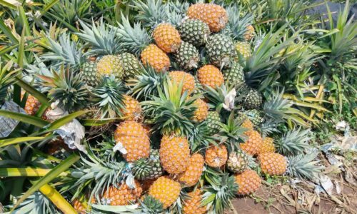 Cosechas a punto de pudrirse. Piñeros de Tlalixcoyan claman por auxilio para salvar su producción