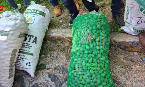 Sobreproducción de higo en Tatatila provoca caída de precios; productores buscan nuevos mercados