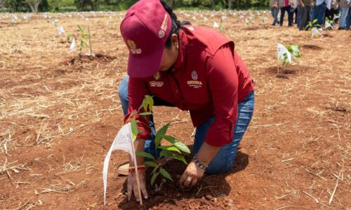 Con 370 mil árboles, Veracruz se sumó a la Mega Jornada Nacional de Reforestación
