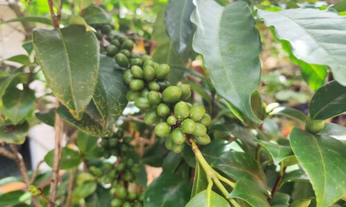 Roya amenaza cafetales de Veracruz; producción podría caer 30%