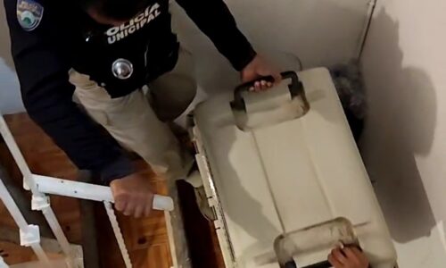 Policía Municipal y Brigada de Vigilancia Animal rescatan a diferentes animales en presuntas condiciones de maltrato