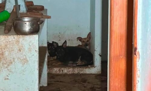 Ayuntamiento de Xalapa mantiene bajo resguardo a ocho perros retirados de vivienda