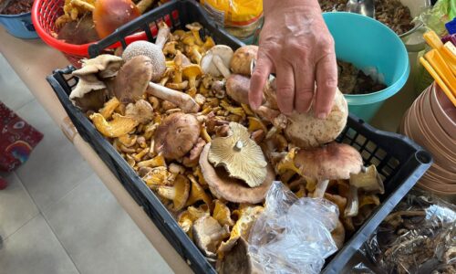 Hongo de bosques en Veracruz despierta interés de comerciantes asiáticos