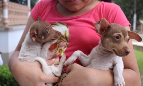 Ayuntamiento emite recomendaciones para proteger a animales de compañía durante lluvias